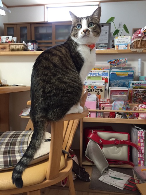 ダイニングテーブルの椅子の肘掛に背伸びしながら座る猫-ゆきお