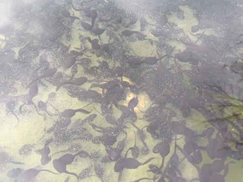本谷公園の親水広場の池の水辺で泳ぐ大量のおたまじゃくし(拡大写真その1)