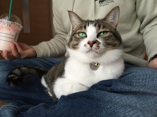 スターバックスのさくら ブロッサム ＆ ストロベリー フラペチーノを手で持つ飼い主の膝の上に座る猫-ゆきお