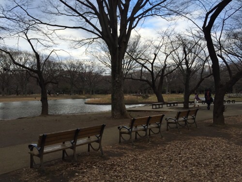 冬の代々木公園の風景-落ち葉で覆われた美しい地面の背後に並ぶ3つのベンチと「大きな噴水のある池」