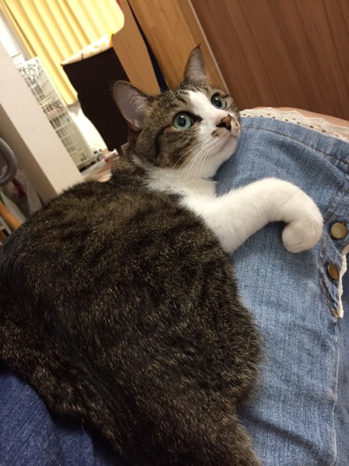 妻のジーパンの膝上で前脚をくねっとして可愛らしく見上げる猫-ゆきお