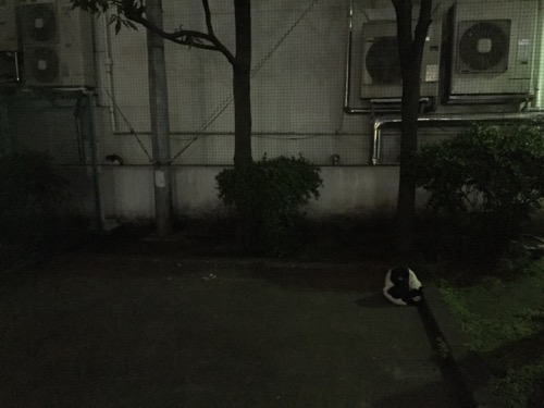 夜の桜田公園の猫2匹