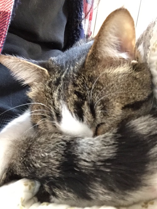 妻の膝の上で尻尾で目隠しをして眠る猫-ゆきお