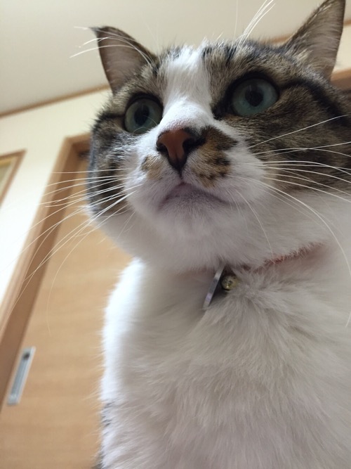 胸モフな猫-ゆきお(ローアングルから眺めたまん丸目、キョトン！)