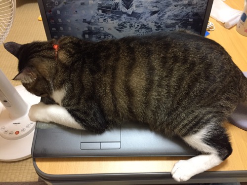 ノートパソコンSONY VAIOのキーボードの上にベタッと覆いかぶさる猫-ゆきお