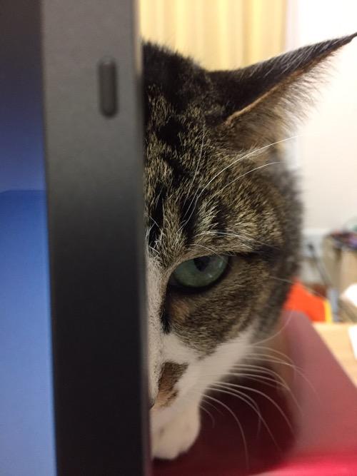 SONY時代の古いノートパソコンVAIOの液晶画面の裏から半顔で睨んでくる猫-ゆきお
