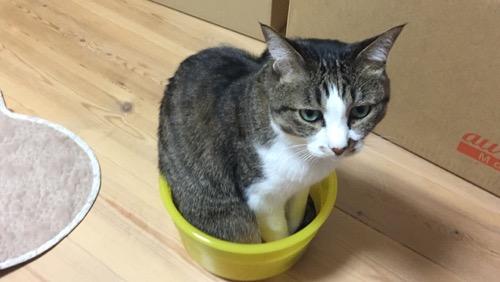 関東版ケロリンの洗面器の中で座る猫-ゆきお