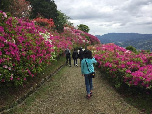 冨士山公園の赤やピンクの色鮮やかなつつじの花に囲まれた道を歩く娘