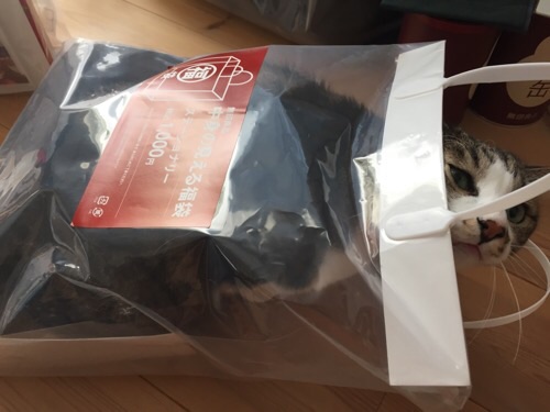 無印良品の2016年の福袋「中身の見える福袋 ステーショナリー 税込み1000円」の袋の中に入りこちらを見つめる猫-ゆきお