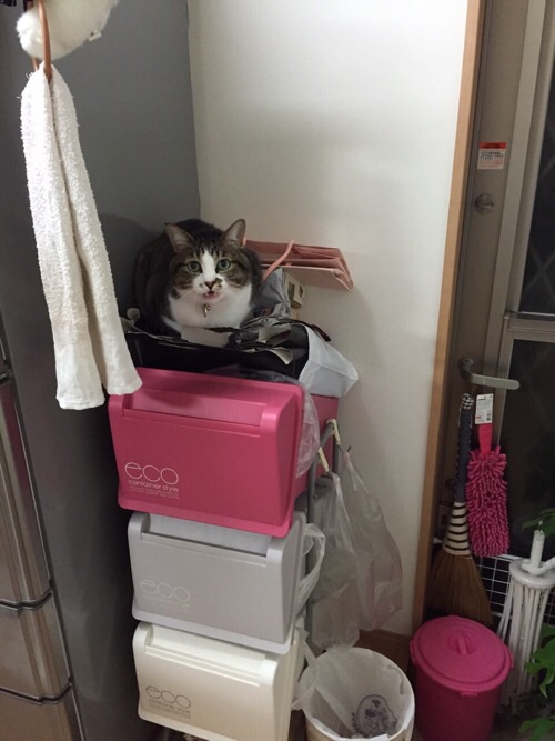 冷蔵庫の横のゴミ箱の上で鳴く猫ーゆきお