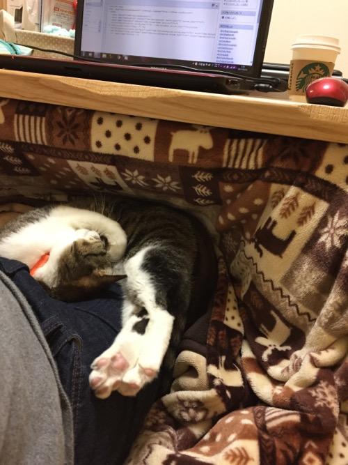 コタツに入る膝の上で眠る猫-ゆきお