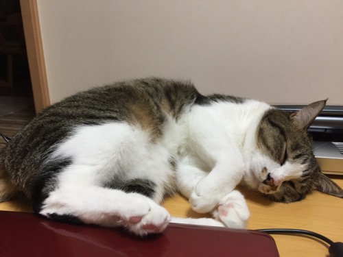 赤色の東芝ダイナブックの背後から可愛い寝顔を見せる猫-ゆきお(パソコンの向こうの寝相)