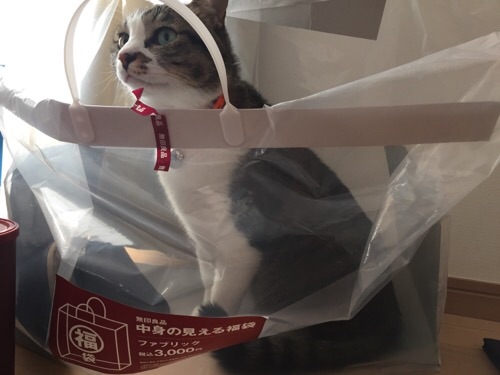 無印良品の2016年の福袋「中身の見える福袋 ファブリック 税込み3000円」の中に入った猫-ゆきお