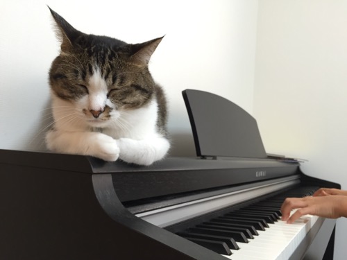 小学五年生の娘が練習するKAWAIの電子ピアノの上に座り、目を閉じる猫-ゆきお