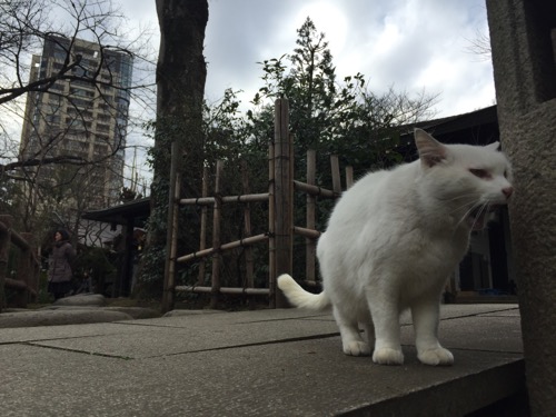 愛宕神社の白猫の小さな欠伸(あくび)