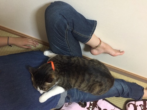 妻のお腹の上で眠り始める猫-ゆきおを上から眺めた時の様子