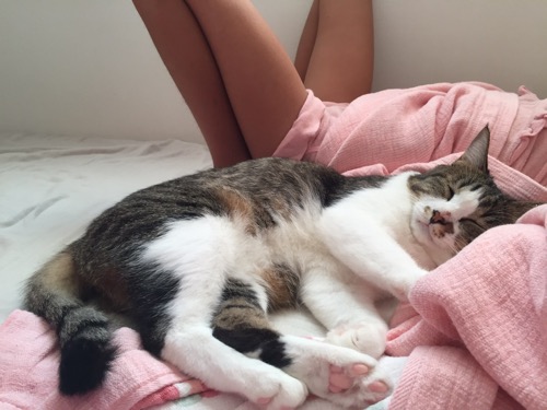 小学五年生の娘にベッドで寄り添って眠る猫-ゆきお(朝)