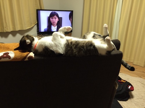 ソファーの背もたれの上で仰向けに寝ながらテレビを観る猫-ゆきお