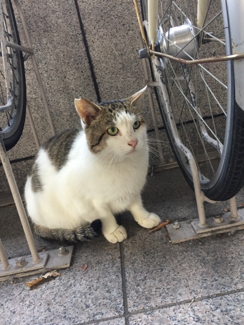 岡山県立図書館駐輪場の自転車の車輪の間に座る白くて丸々した猫