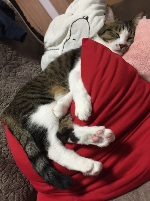 赤いビーズクッションに抱きつきながら眠る猫ーゆきお