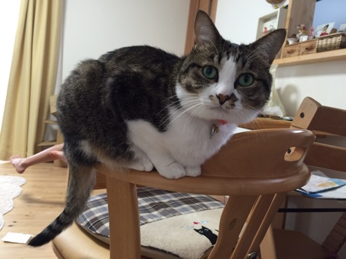 ダイニングテーブルの椅子の肘掛に座りカメラ目線な猫-ゆきお