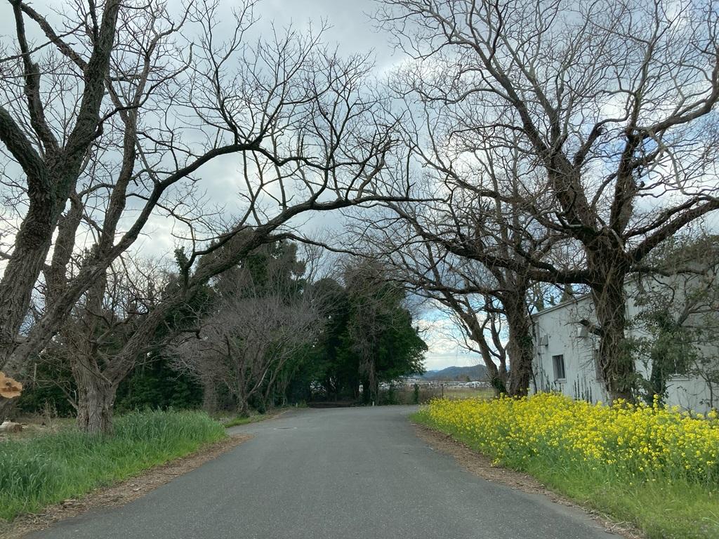 高知大学物部キャンパス 菜の花