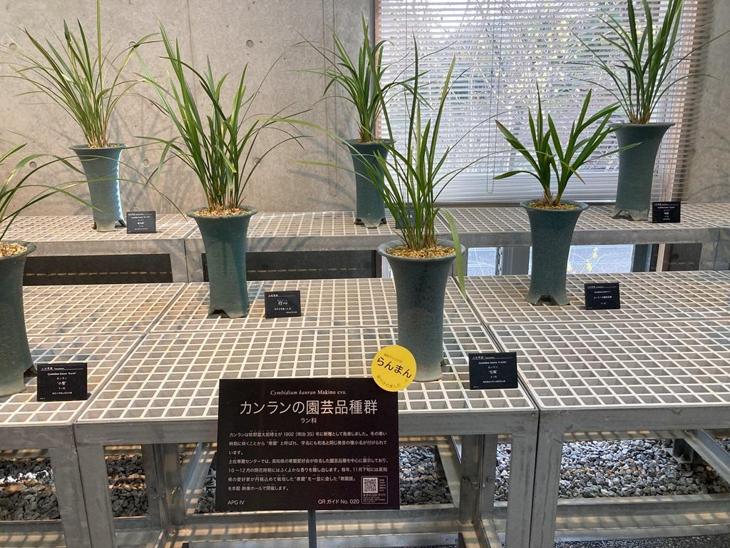 高知県立牧野植物園 カンランの園芸品種群