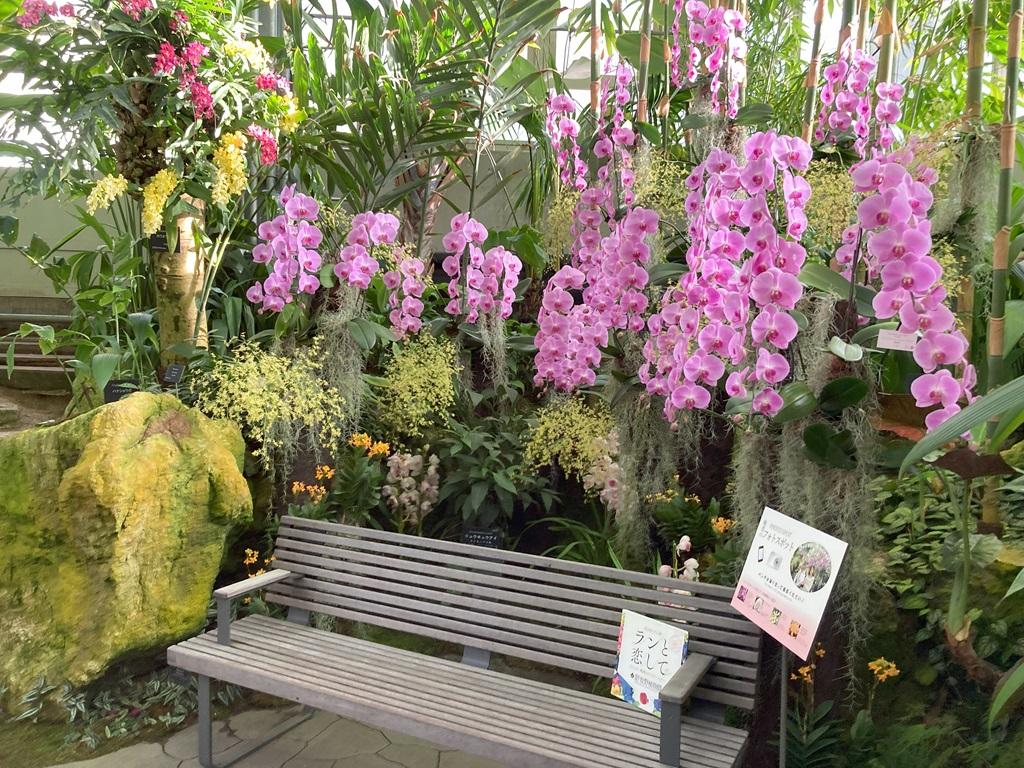 高知県立牧野植物園 温室内 ベンチ ランと恋して フォトスポット