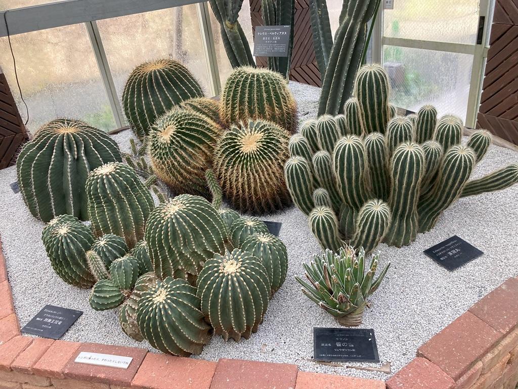 高知県立牧野植物園 温室内 棘無王冠竜 サボテン科 笹の雪 リュウゼツラン科