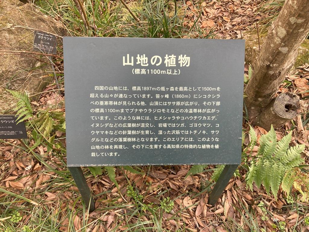 高知県立牧野植物園 山地の植物