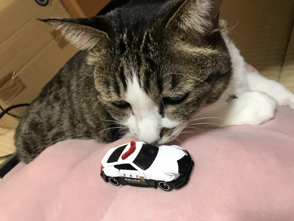 トミカ No.61 日産 フェアレディZ NISMO パトロールカーに鼻をくっつける猫-ゆきお