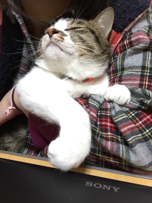 妻の腕の中で手をくねらせて眠る猫-ゆきお