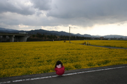 愛媛県東温市見奈良レスパスシティ南側の菜の花畑を見下ろす娘（6歳1か月）。